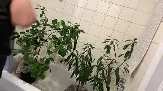 Treating my plants because they&rsquo;re infested with bugs