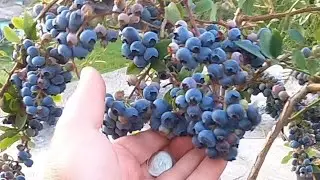 Либерти, Эллиот - голубика на 10:09:2025г.