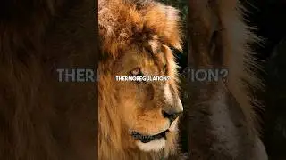 The Lion&rsquo;s Mane does what?? 🦁 #animal #science #nature #fact #lion