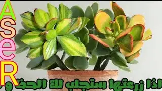 كيف يتم زراعه نبات كراسولا او نبته المال والحظ