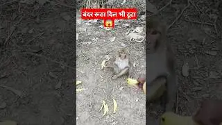 You will fall down laughing after seeing the reaction of the monkey 😂🐒 #monkey #banana, vks chhotu