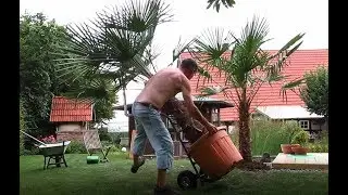 #1 Trachycarpus fortunei einpflanzen..