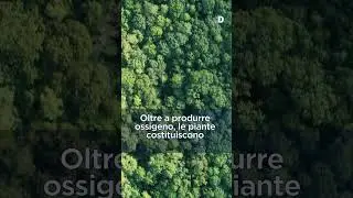 Piante e qualit&agrave; della vita, PlantHealth4Life | Appuntamento con la sostenibilit&agrave; - EsgData