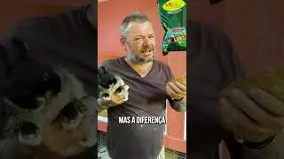 QUAL A DIFEREN&Ccedil;A ENTRE UM LAGOMORFO E UM ROEDOR? #shorts