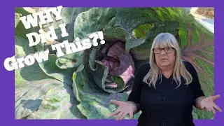 I’ve Hated Cabbage My Whole Life… So I grew it!