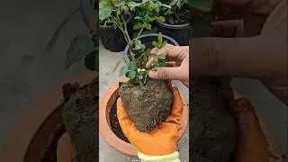Ater Repotting Rose plant care || Rose plant sucker and basal shoots