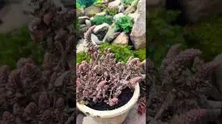 Октябрьское утро моей каменной горки 🌟Mein Steinbeet 🌟12.10.24