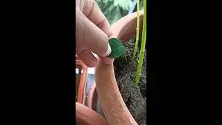 Minha pequena horta na varanda de casa