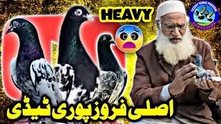 Teddy King Farozpori Teddy Kabotar | Heavy Jildar Massy Kabootar | Teddy King Pigeon