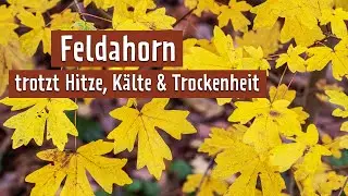 Für schwierige Standorte: Einen roten Feldahorn pflanzen | MDR Garten