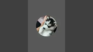 Alexa_Husky is live!