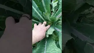 Texas Cold Front Coming a What Veggie Fruit Trees are we Covering in the Garden in South Texas? 