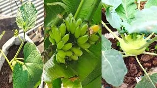 My Garden Overview of February Month|Fruits & Vegetables