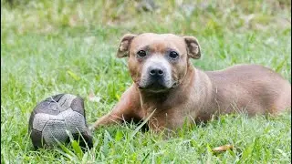 Natural Vets   Senior Pets