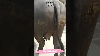 ਮੋਗੇ ਵਿੱਚ ਇੱਕ ਮੱਝ ਵਿਕਾਊ,One Buffalo for Sale