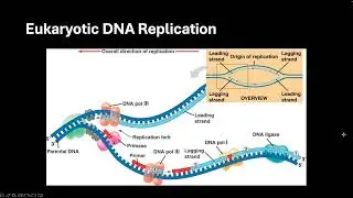 DNA replication basics