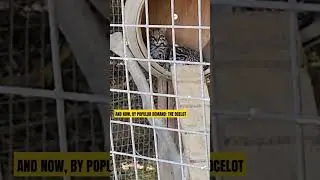 Everyone wants to see the Ocelot but the Ocelot never does anything during the day!