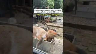 Rescued a trapped fox #lovestory #animals #wildliferescue #wildlife #rescue #cute#fox #love