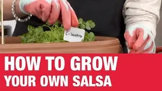 How To Grow Your Own Salsa - Ace Hardware