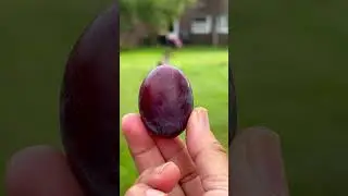 Sweet, Juicy, organic plum fruit freshly picked from the tree. #shorts #harvest #countryside #plum
