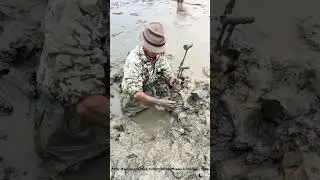 Fishermen catch eels