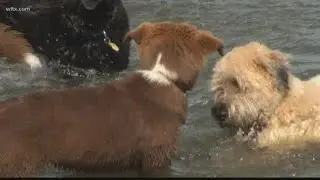 Toxic blue-green algae blamed for dog deaths