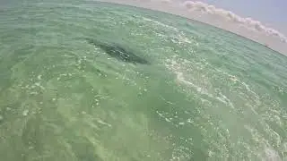 A Shark Sighting at the sand bar!!!