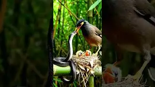 thrush and snake - battle for survival | Animorphia Realm #survival  #battle #snake #thrush