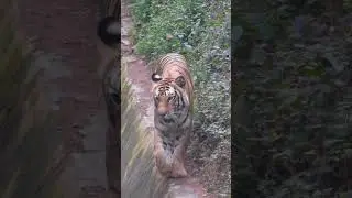 Predator's Walk: What the Tiger's Pace Tells Us About Its Hunting Strategy