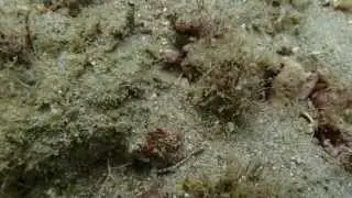 New brittle star legs P6033246