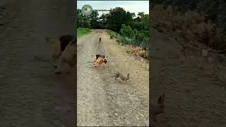 German Shepherd vs Rabbit | Intense High-Speed Chase Caught on Camera