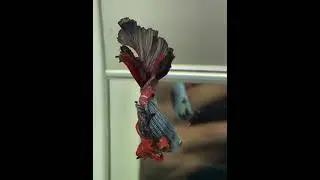 Betta Fish From Like Galaxy, Dumbo, Koi Betta, SpadeTail, Halfmoon