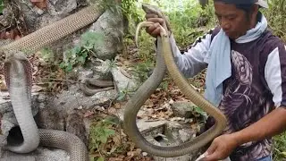 Apat na jumbo cobra sa iisang lungga ang nahuli namin