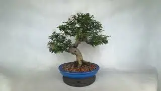 BONSAI de Calliandra branca 25 anos de idade ￼