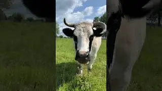 Cute little cute jujumba. #cutebull #bull #bull