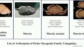 List of Arthropoda of Order Decapoda Family Calappidae. mursia calappa gallus hepatica armata Home