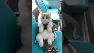 This Cat is So Cute: It is a Chongker Cat Plush Backpack