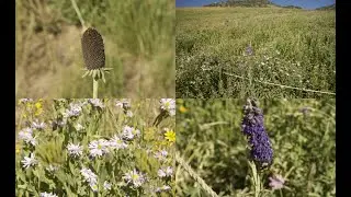 A Guide to the wildflowers of Albion Basin