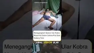 Ularnya gak tau tempat #ular #kobra