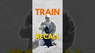 Train Your Dog to Come Every Time Using Positive Reinforcement