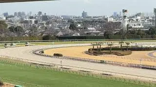 2026年2月1日 東京競馬場 東京6R #競馬場 #東京競馬場 #競馬 #ツーネサーン 