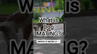 What is Dog MATING?