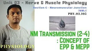 PHY.03.105&ndash; Neuromuscular Transmission (2-4) &ndash; EPP and MEPP