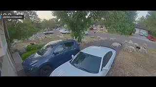 Hundreds of goats roaming in the Elverta neighborhood