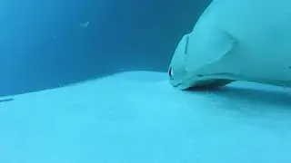 Rare footage shows remora fish whale-surfing on humpbacks off Australia