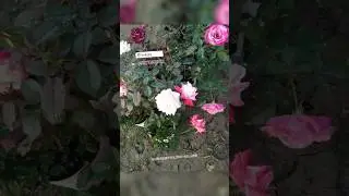 Wow 😮 colorful flowers 🌺 beautiful flowers plant variety flowers plants #flowers#beautiful#variety