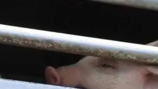 Heat Suffering Pigs (2009)