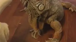 You can't wake up this sleeping iguana - 1035522
