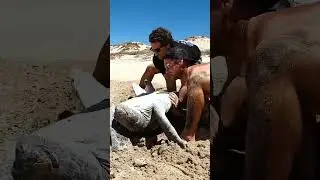 Sea Turtle Stuck Upside Down In The Hot Sun..