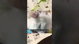 Cat's Appreciation? Musical Kitty Meow #smartcat #cats #catlover